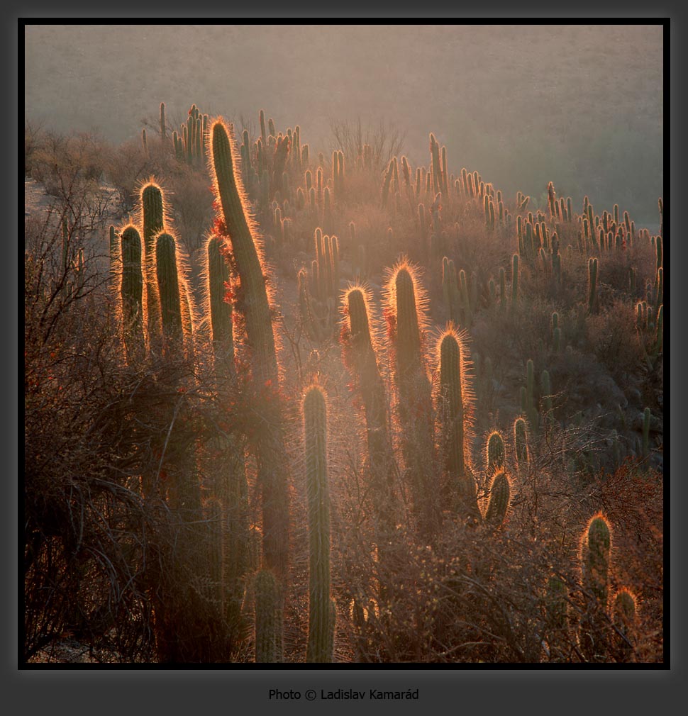 Brilliantovui doc 1160677407 i 1485 full